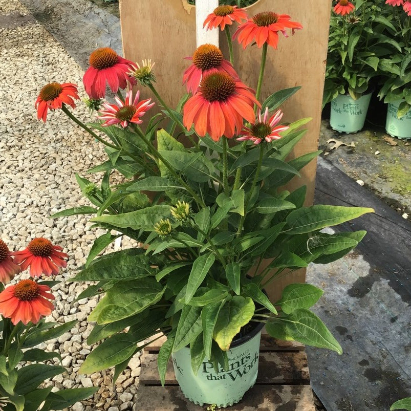 Artisan™ Red Ombre Coneflower (Echinacea artisan 'Red Ombre') - half gallon