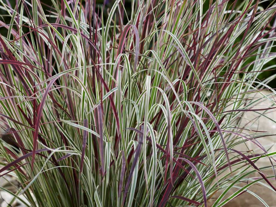 Chameleon Little Bluestem (Schizachyrium 'Chameleon') - 1 gallon