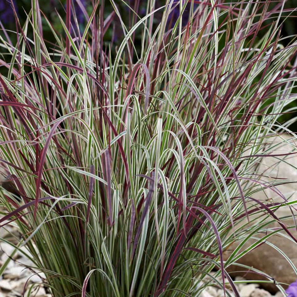 Chameleon Little Bluestem (Schizachyrium 'Chameleon') - 1 gallon