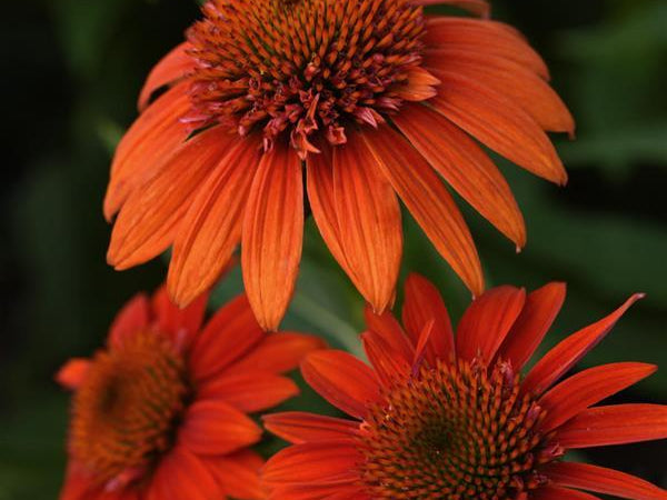 Echinacea Sombrero® Fiesta Orange (Echinacea x hybrida 'Balsomstor') - half gallon