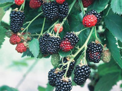 Natchez Blackberry (Rubus natchez) - 1 gallon 12"