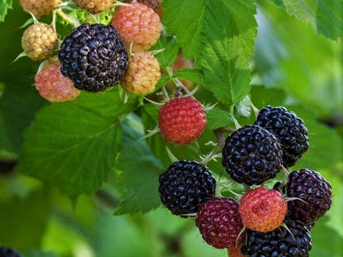 Jewel Black Raspberry (Rubus jewel) - 1 gallon 12"