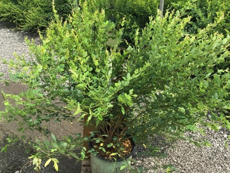 Candy Girl Bush Clover (Lespedeza candy 'Girl') - 3 gallon 15"