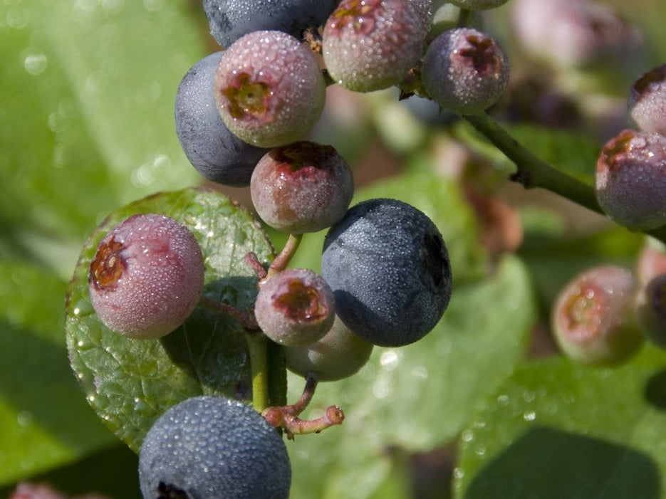 Patriot Highbush Blueberry (Vaccinium patriot 'Patriot') - 1 gallon 10"