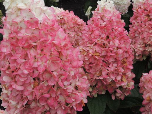 Magical® Ruby Snow Hydrangea (Hydrangea 'P Ruby Snow') - 3 gallon