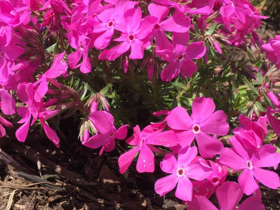 Drummond’s Pink Creeping Phlox (Phlox subulata 'Drummonds Pink') - 1 gallon