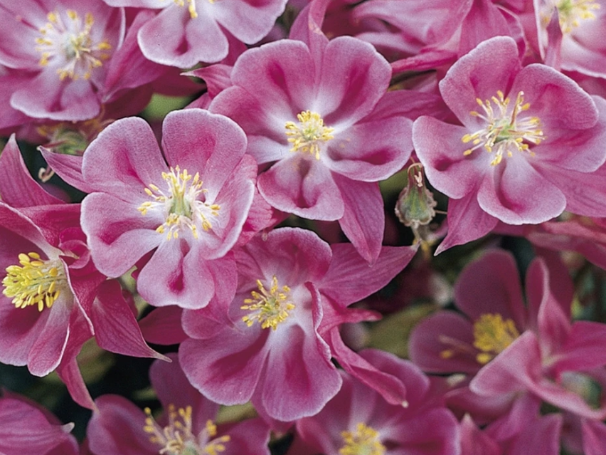 Winky Rose-Rose Columbine (Aquilegia 'Winky Rose-Rose') - 1 gallon