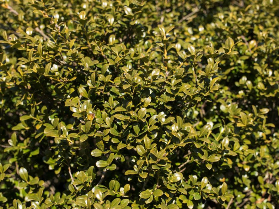Chilly Willy Japanese Holly (Ilex crenata 'Winterscape Chilly Willy') - 3 gallon 15"