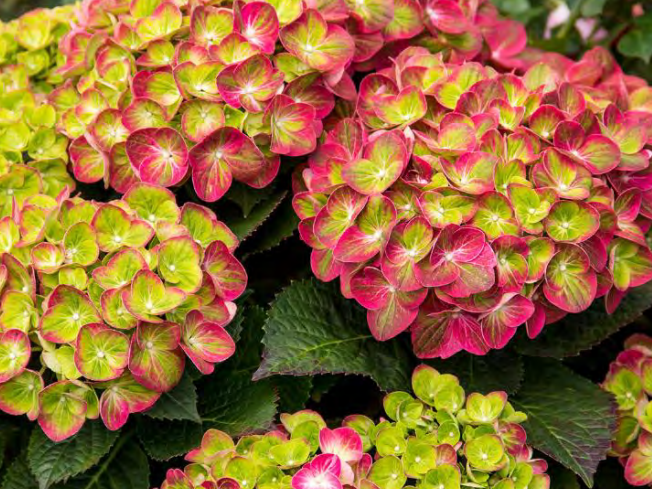 Tilt-A-Swirl® Bigleaf Hydrangea (Hydrangea macrophylla 'Tilt-A-Swirl') - 2 gallon
