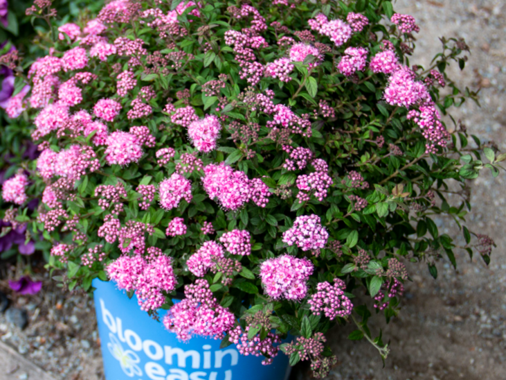Poprocks® Petite Spirea (Spiraea poprocks 'Petite') - 2 gallon