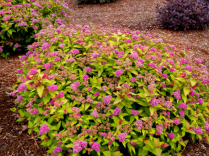 Rainbow Fizz™ Spirea (Spiraea JAP 'Rainbow Fizz') - 2 gallon