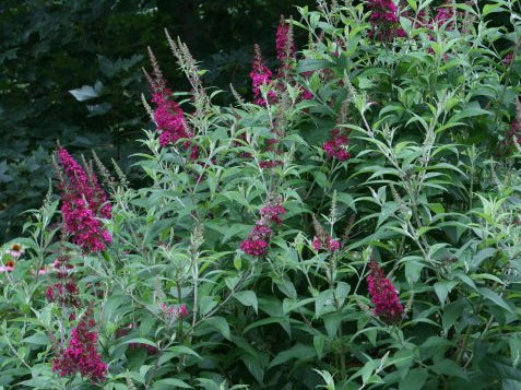 Funky Fuschia™ Butterfly Bush (Buddleia funky 'Fuchsia') - 2 gallon