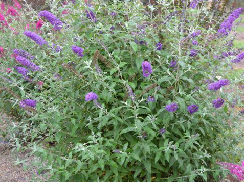 Psychedelic Sky™ Butterfly Bush (Buddleia ‘Psychedelic Sky') - 2 gallon