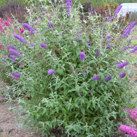 Psychedelic Sky™ Butterfly Bush (Buddleia ‘Psychedelic Sky') - 2 gallon