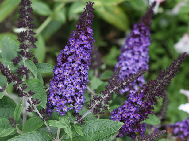 Pugster Blue® Butterfly Bush
(Buddleia 'Pugster Blue') - 2 gallon