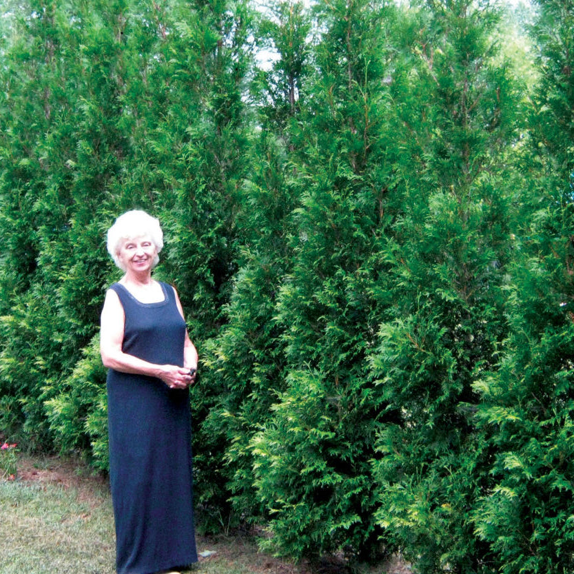 Full Speed A Hedge® American Pillar Arborvitae (Thuja occidentalis 'American Pillar') - 1 gallon