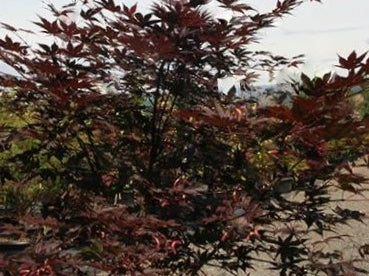 Samurai Sword™ Japanese Maple (Acer palmatum 'Samurai Sword') - 3 gallon 36"