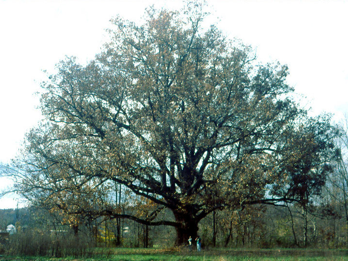 White Oak (Quercus alba) - 3 gallon