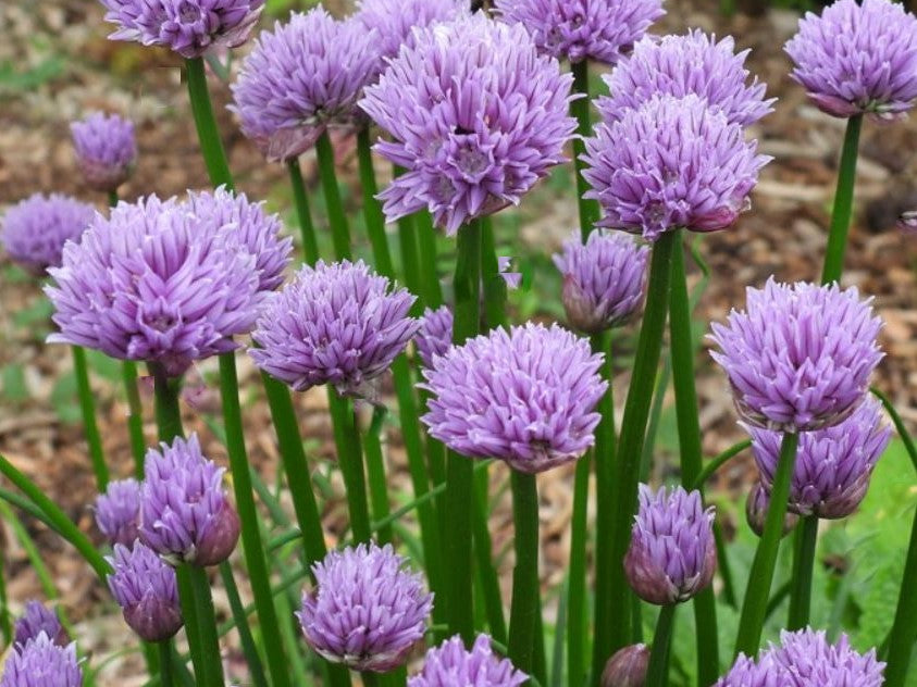 Chivette Chives (Allium chivette) - 1 gallon