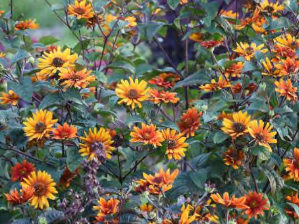 ‘Burning Hearts’ false sunflower (Heliopsis helianthoides 'Burning Hearts') - 1 gallon