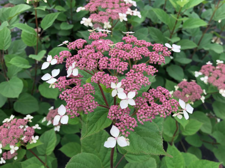 Invincibelle Lace® Smooth hydrangea (Hydrangea arborescens 'Invincibelle Lace') - 3 gallon