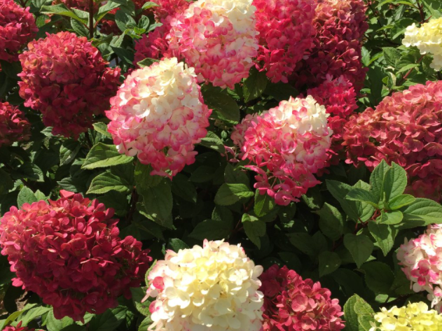 Little Lime Punch® Panicle Hydrangea (Hydrangea 'P Little Lime Punch') - 3 gallon