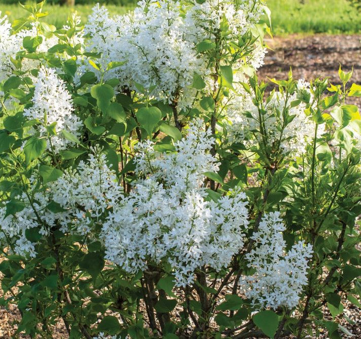 Lilac New Age White (Syringa 'New Age White') - 3 gallon