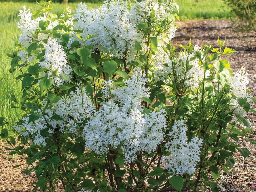 Lilac New Age White (Syringa 'New Age White') - 3 gallon