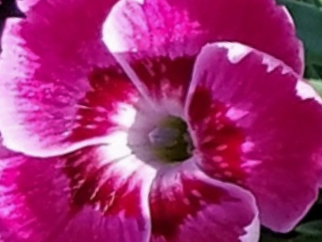 EverBloom™ 'Strawberry Tart' Pinks (Dianthus 'Everbloom Strawberry Tart') - 1 gallon