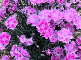 Dianthus Watermelon Ice Pinks (Dianthus 'Everbloom Watermelon Ice') - 1 gallon