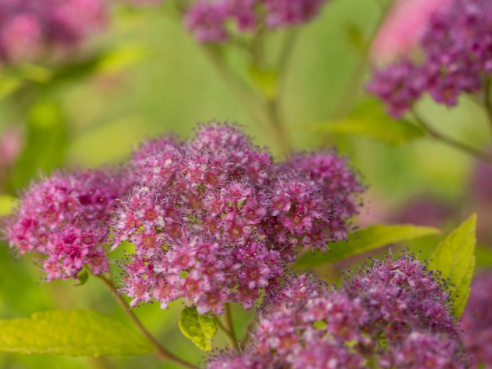Little Spark® Spirea (Spiraea JAP 'Little Spark') - 3 gallon 15"