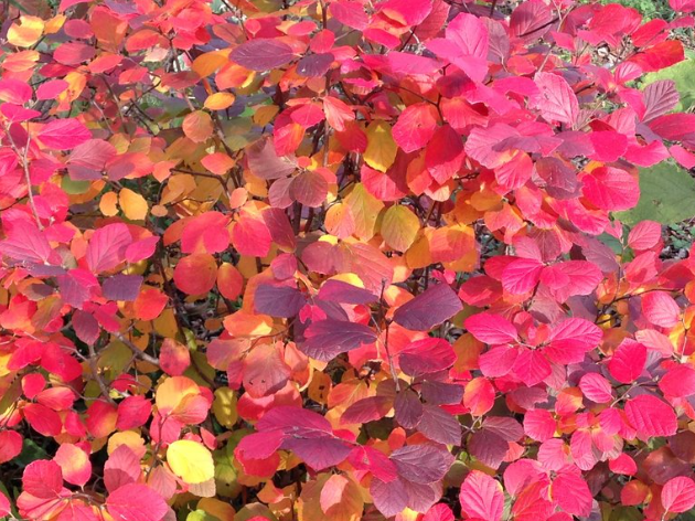 Legend Of The Fall® Bottlebrush (Fothergilla x intermedia 'Legend Of The Fall') - 2 gallon