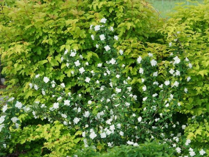 Illuminati Arch® Mockorange (Philadelphus illuminati 'Arch') - 3 gallon 18"