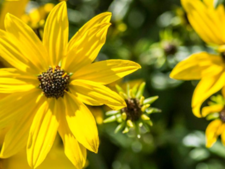 Willowleaf Sunflower (Helianthus 'Autumn Gold') - 1 gallon