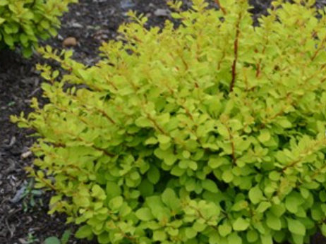 WorryFree® Lemon Glow® Barberry (Berberis thunbergii 'Lemon Glow') - 2 gallon 10"