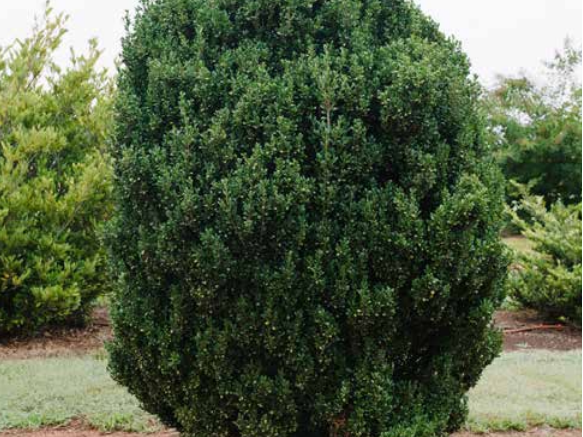 Chubby Hubby™ Japanese Holly (Ilex crenata 'Chubby Hubby') - 3 gallon