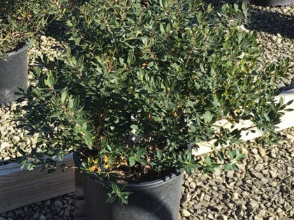 Forever Emerald™ Inkberry (Ilex glabra 'Forever Emerald') - 3 gallon 12"