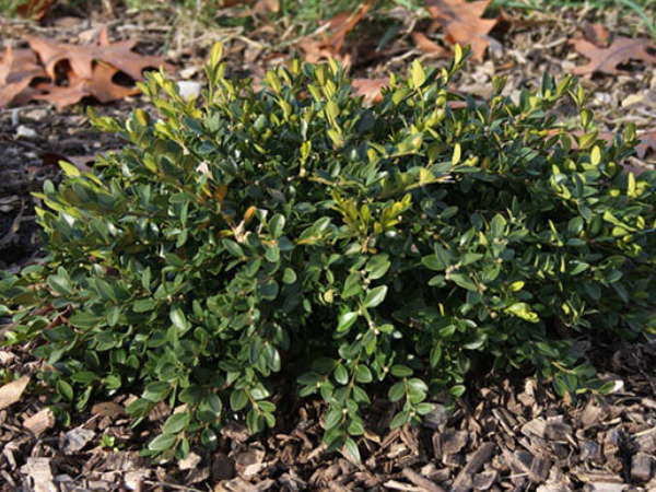 Flat-tery™ Boxwood (Buxus x 'Flat-Tery') - 3 gallon 12"