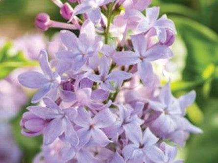 Lilac New Age Lavender (Syringa 'New Age Lavender') - 3 gallon