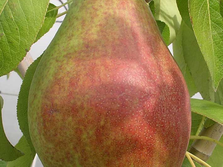 Clapp's Favorite Pear (Pyrus 'Fruit Clapp's Favorite') - 2 gallon 36"