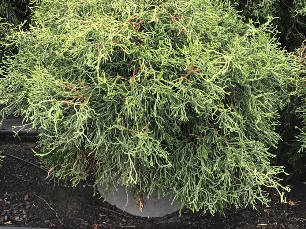 Contorta Hinoki Falsecypress (Chamaecyparis obtusa 'Contorta') - 3 gallon 15"