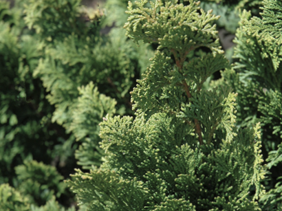 Wells Special Hinoki Cypress (Chamaecyparis obtusa 'Wells') - 3 gallon 18"