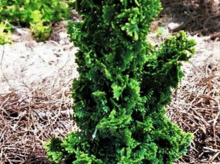 Primo™ Arborvitae (Thuja occidentalis 'Primo') - 3 gallon