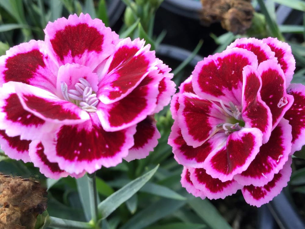 Dianthus Purple Bicolor Pinks (Dianthus delilah 'Purple Bicolor') - 1 gallon