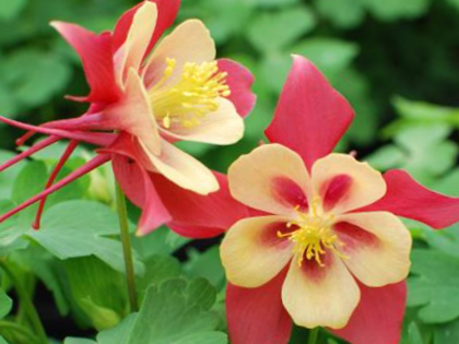 EarlyBird™ Red Yellow Columbine (Aquilegia 'Earlybird Red Yellow') - 1 gallon