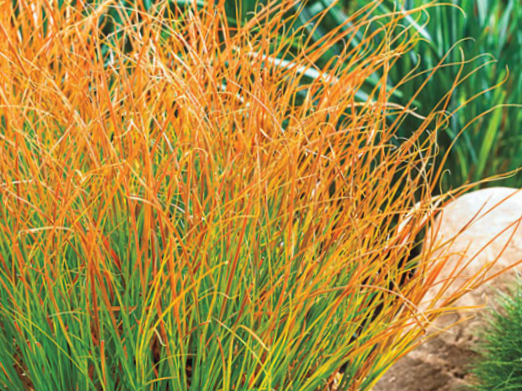 Carex Prairie Fire (Carex 'Carex Prairie Fire') - 1 gallon