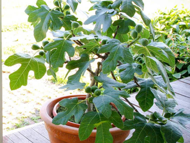 Compact Fig Tree (Ficus x 'Fignominal') - 3 gallon 12"