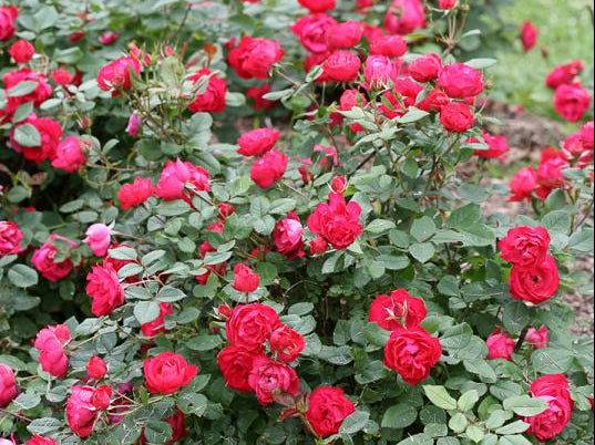 Oso Easy Double Red® Rose (Rosa 'Oso Easy Double Red') - 1 gallon