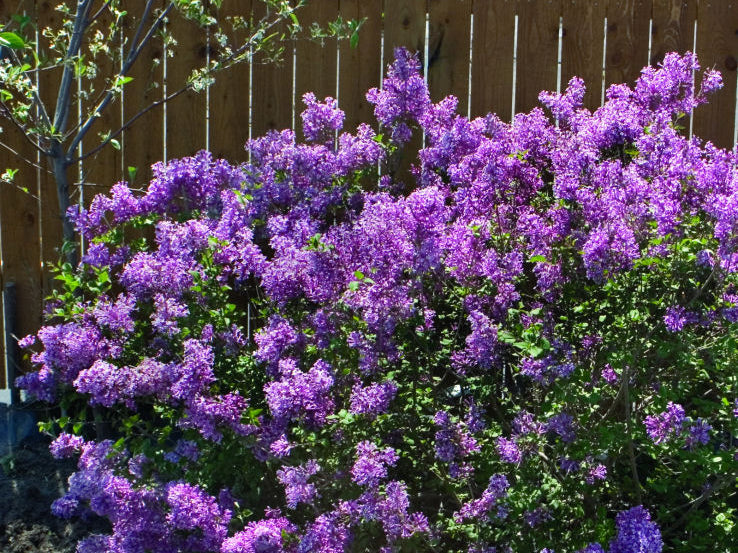 Bloomerang® Dark Purple Lilac (Syringa x 'Penda') - 1 gallon
