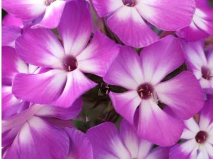 Flame® Pro Purple Garden Phlox (Phlox paniculata 'Flame Pro Purple') - 1 gallon